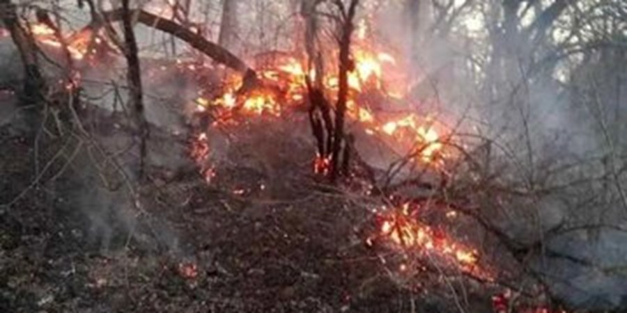 آتشِ سهل‌انگاری، جانِ ۲۰۰ هکتار از جنگل گلستان را گرفت