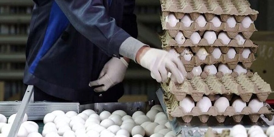 مصرف تخم مرغ در سالمندان باعث چرب شدن کبد می‌شود؟