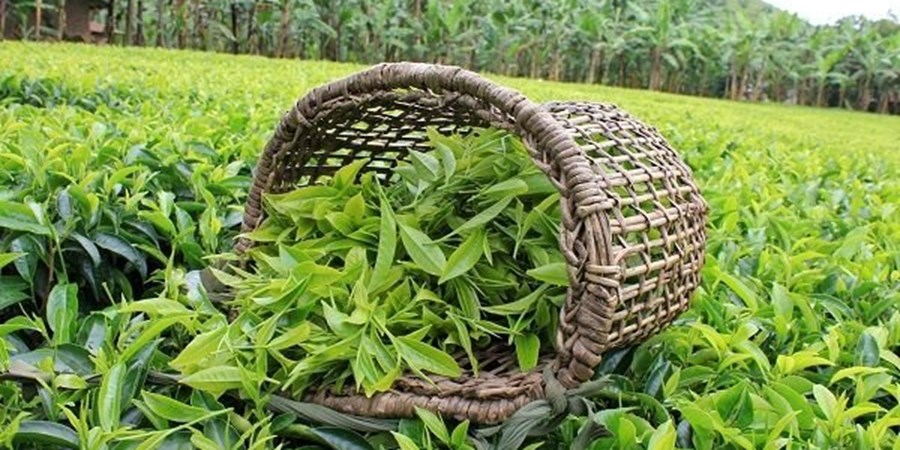 سطح زیرکشت چای در گیلان و مازندران به ۲۲ هزار هکتار رسید