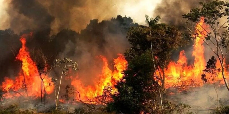 آیا آتش‌سوزی سریالی جنگل‌های هیرکانی طبیعی است!/ چه‌کسانی آتش به جان جنگل‌ها می‌اندازند؟