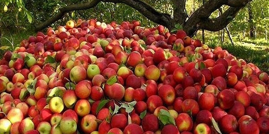 کاهش ۴۰ درصدی تولید محصولات باغی یکی از علل نوسان قیمت