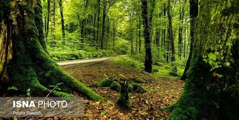 برخورد جدی با هرگونه خروج خاک، لاش برگ و خزه از جنگل های گیلان