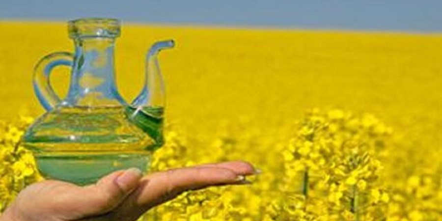 خرید بیش از ۶۹۲۰ تن کلزا در مازندران