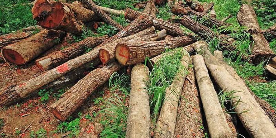 روایت میدانی یک فاجعه/ هیرکانی زیر تیغ قاچاق و ویلاسازی‌‌/ جنگل‌های ایران آب می‌رود!