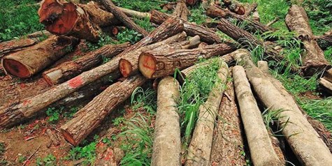 روایت میدانی یک فاجعه/ هیرکانی زیر تیغ قاچاق و ویلاسازی‌‌/ جنگل‌های ایران آب می‌رود!