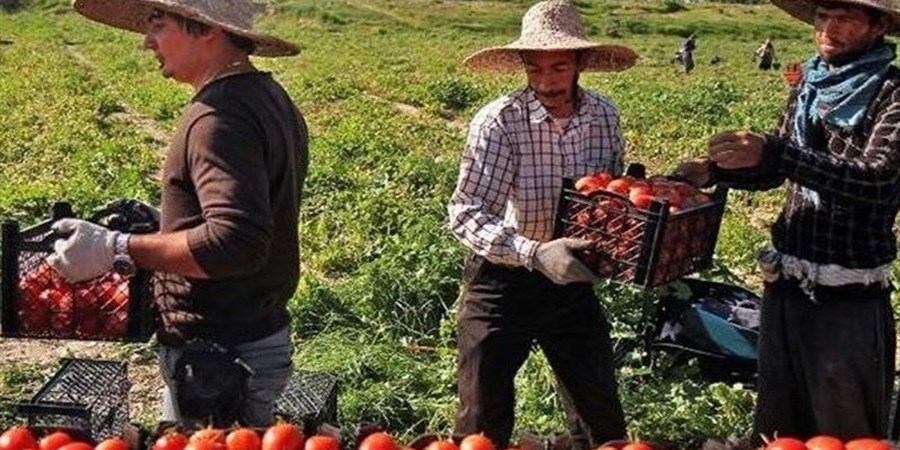 رونق سرمایه گذاری در سیستان و بلوچستان؛ تولید ۹۰۰ هزار تن محصولات خارج فصل