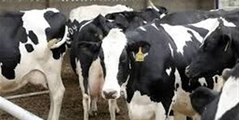 تب برفکی تولید شیر و گوشت را 20 درصد کاهش داد